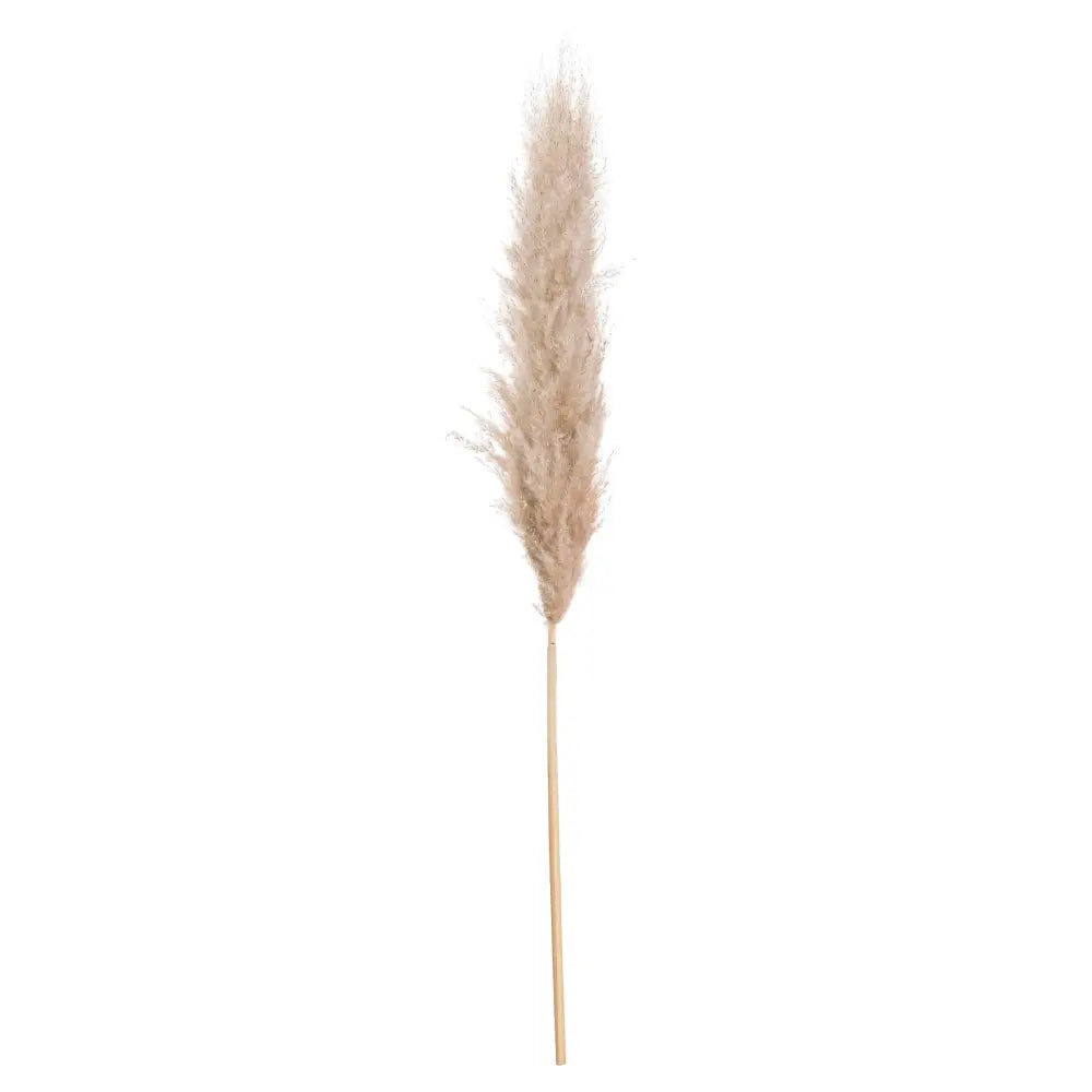 Tall feathery plume of butter pampas grass on a slender stem for chic floral displays