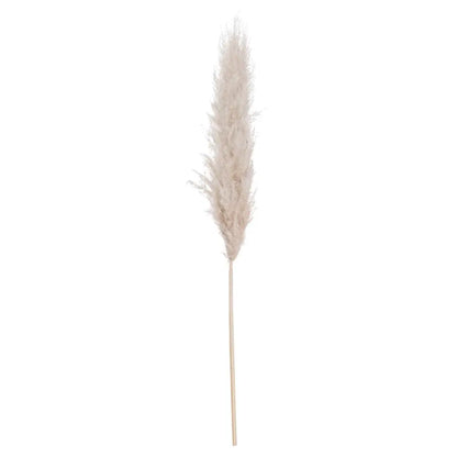 Chic Cream Pampas Grass showcases a feathery plume on a slender stem for decor