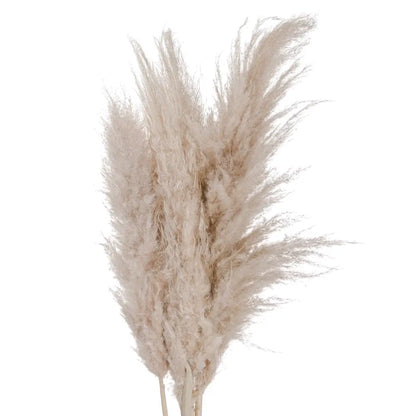 Fluffy cream pampas grass plume perfect for effortless floral arrangements